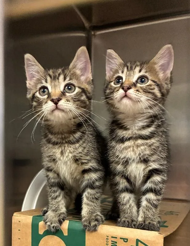 A young small-sized male Tabby (Brown / Chocolate) Domestic Short Hair cat named Coop for adoption in Cincinnati, OH
