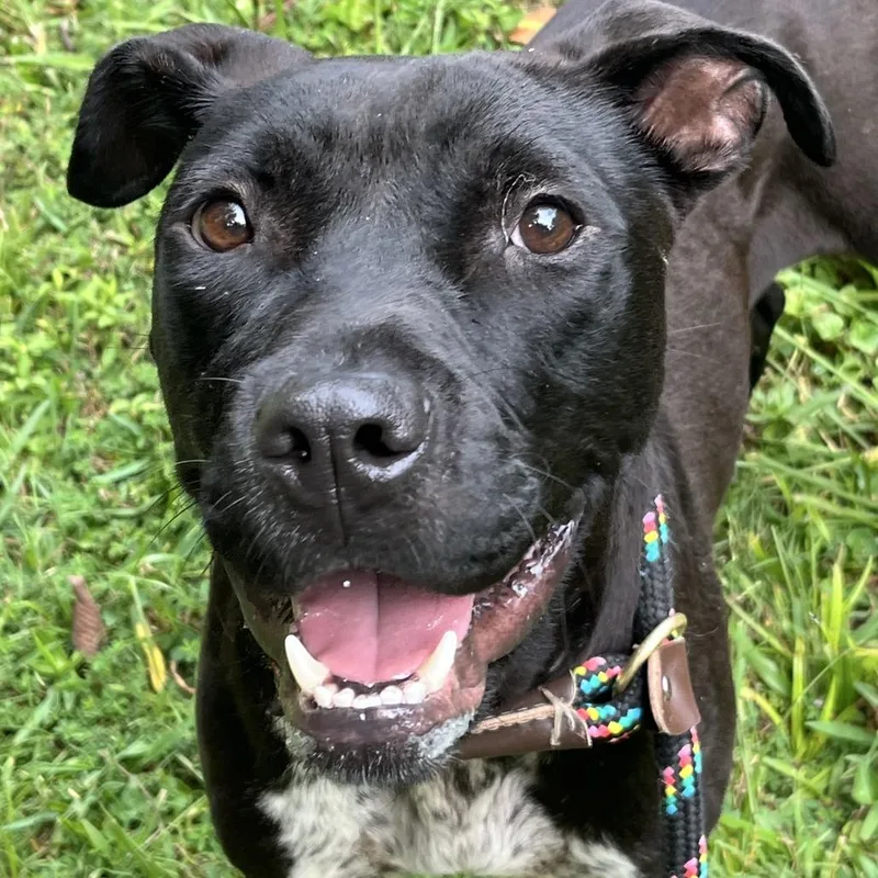 Taz