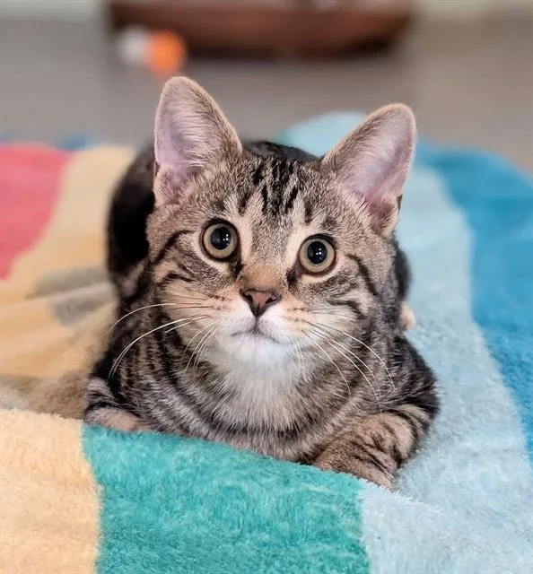 A young small-sized male Domestic Short Hair cat named Cash for adoption in Canfield, OH