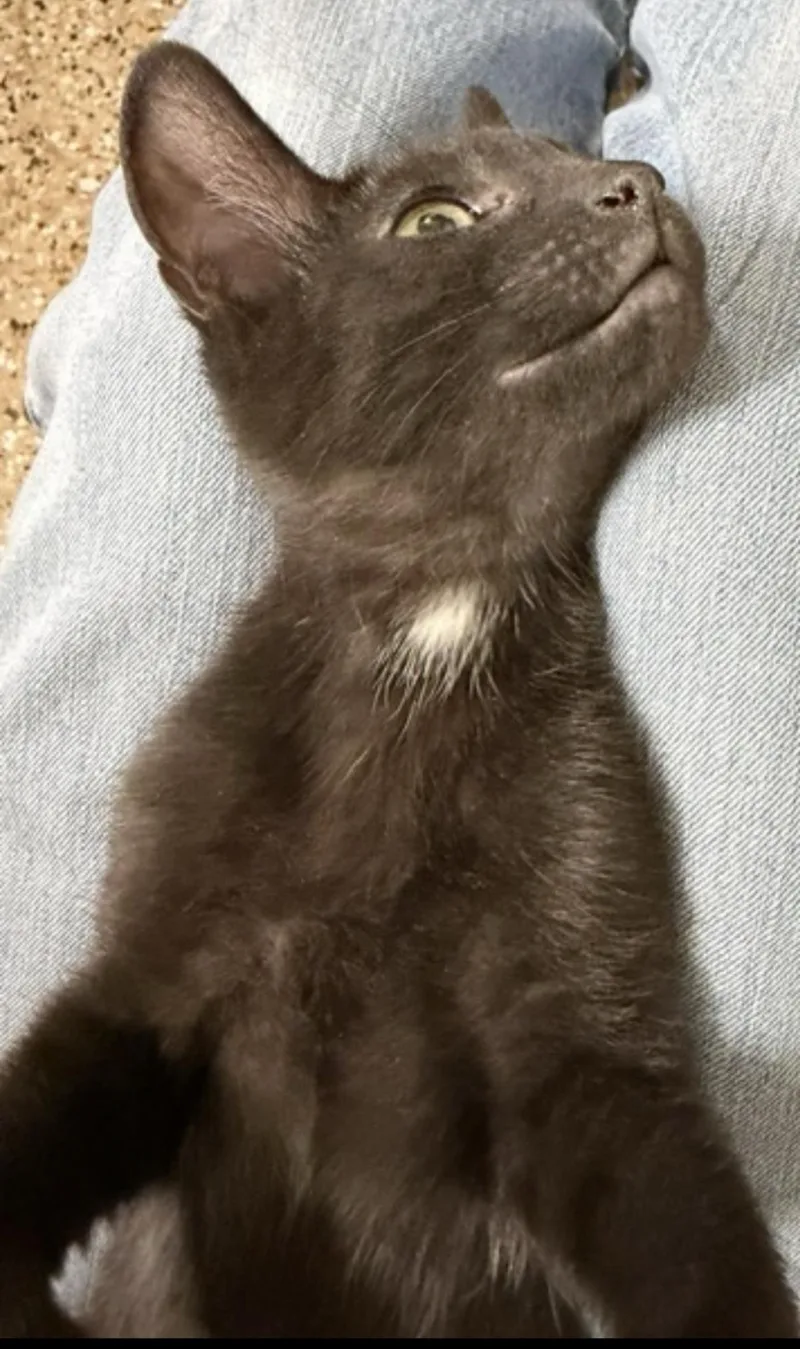 A baby small-sized male Black Domestic Short Hair cat named Mocha Delights for adoption in Chandler, AZ