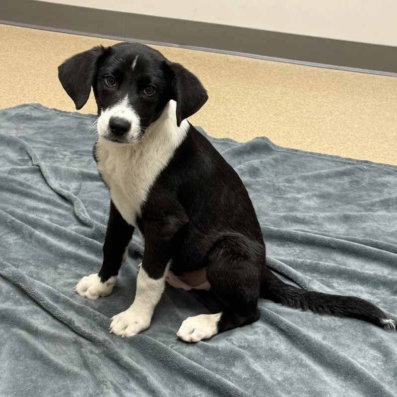 A baby medium-sized male Labrador Retriever dog named Mister for adoption in Brenham, TX