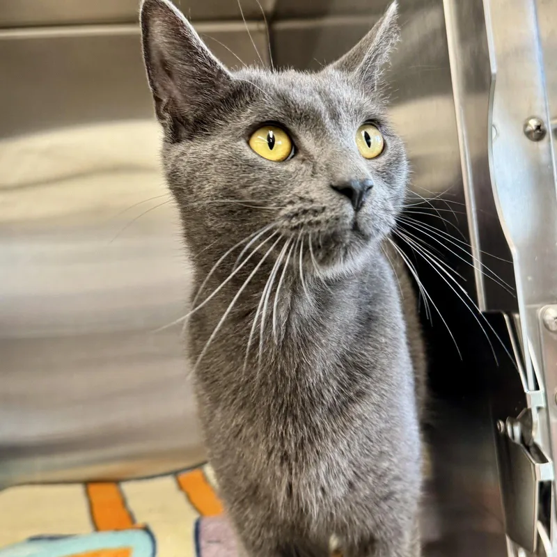 A young medium-sized male Gray / Blue / Silver Domestic Short Hair cat named Henri for adoption in Winchendon, MA