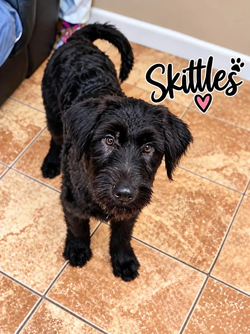 A young large-sized male Black Portuguese Water Dog dog named Skittles for adoption in Rock Hill, NY