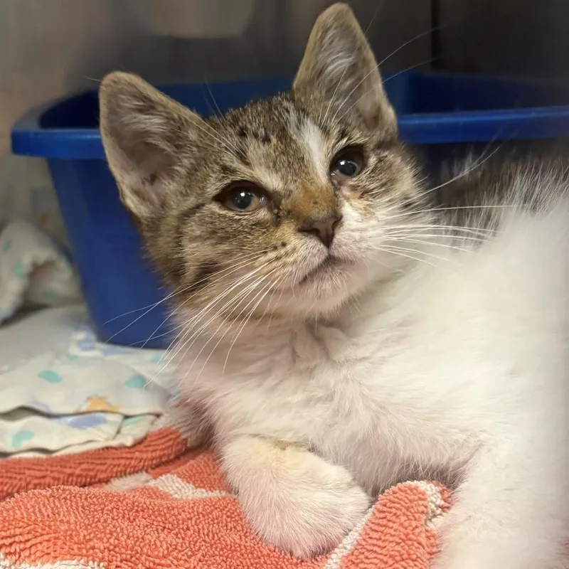 A baby small-sized male White Domestic Short Hair cat named Breeze for adoption in East Hanover, NJ