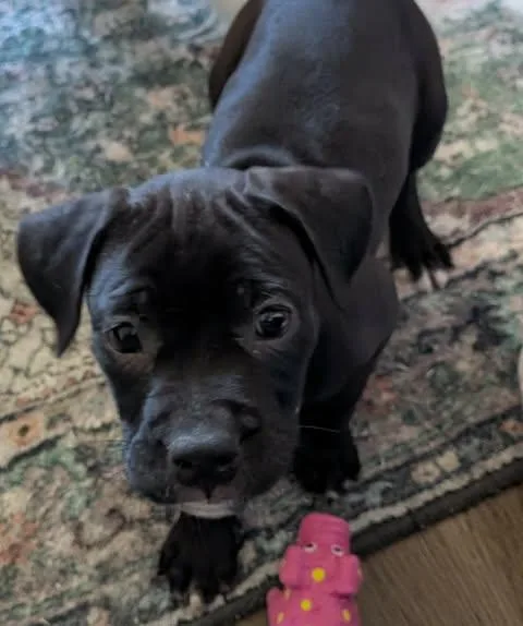 A baby medium-sized female Black Pit Bull Terrier dog named Louise for adoption in Wichita Falls, TX