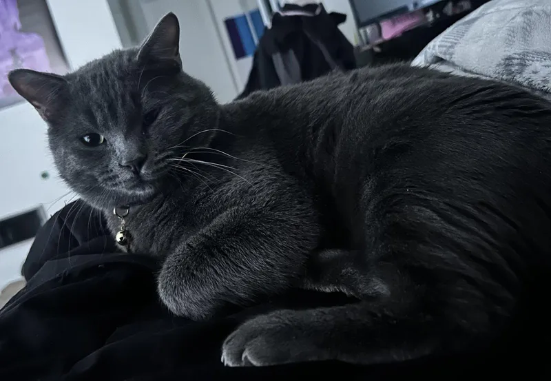 An adult medium-sized male Gray / Blue / Silver Russian Blue cat named Matcha & Pumpkin for adoption in Walnut Creek, CA