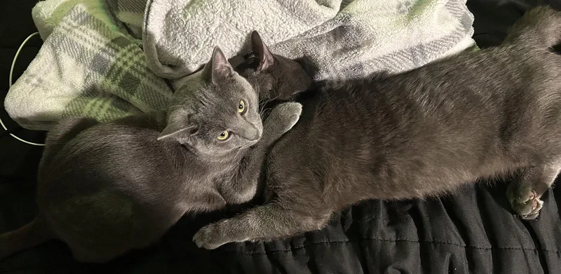 Matcha & Pumpkin thumbnail 2