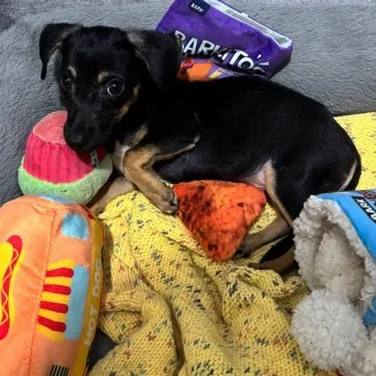 A baby small-sized female Chihuahua dog named Little Bear for adoption in Morton Grove, IL