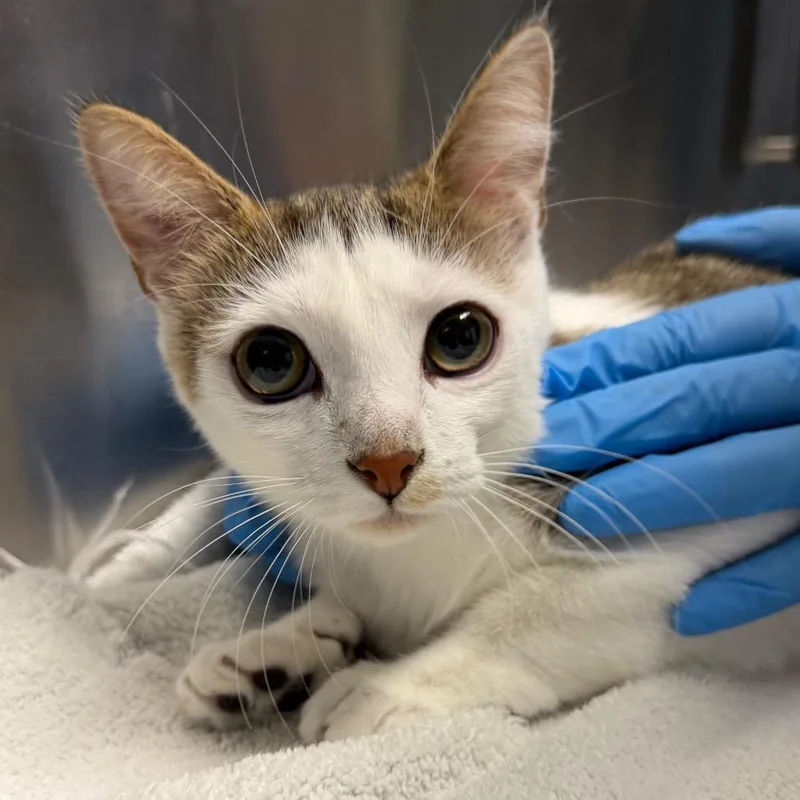 A young medium-sized female White Domestic Short Hair cat named Bambi for adoption in Providence, RI