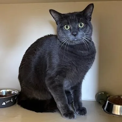 An adult large-sized male Gray / Blue / Silver Russian Blue cat named Opal for adoption in South Elgin, IL