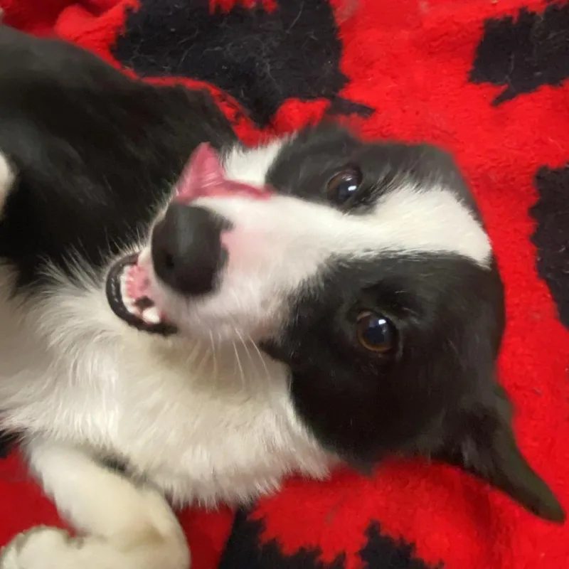 An adult medium-sized male Black Pomeranian dog named Sonic for adoption in Muncie, IN