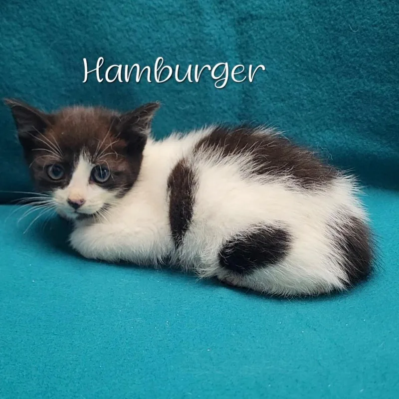 A baby small-sized male White Domestic Short Hair cat named Hamburger for adoption in Parkersburg, WV