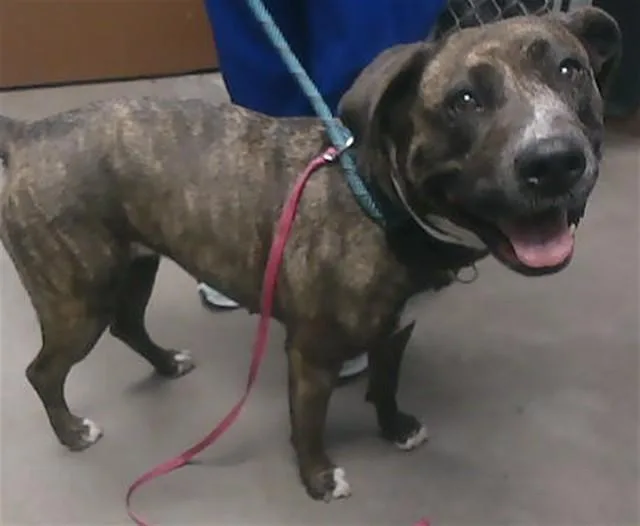 An adult large-sized female Pit Bull Terrier dog named Daphne for adoption in Phoenix, AZ