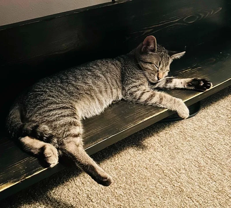 A baby small-sized male Domestic Short Hair cat named Ziptie for adoption in Gorham, ME