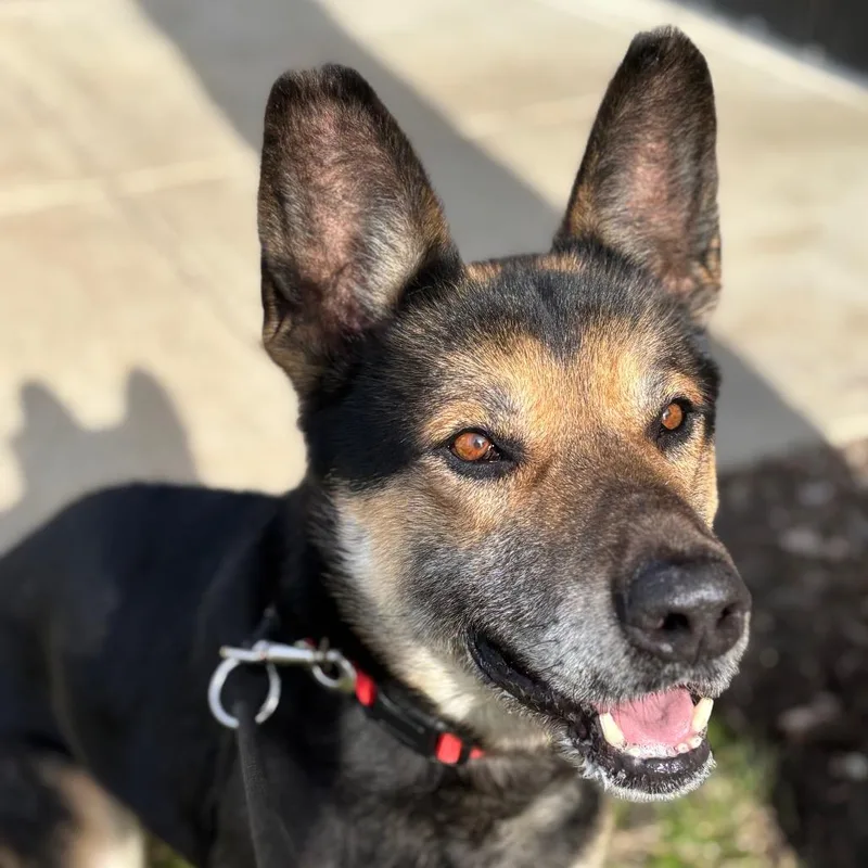 A senior large-sized male Black Mixed Breed dog named Titan for adoption in Grand Rapids, MI