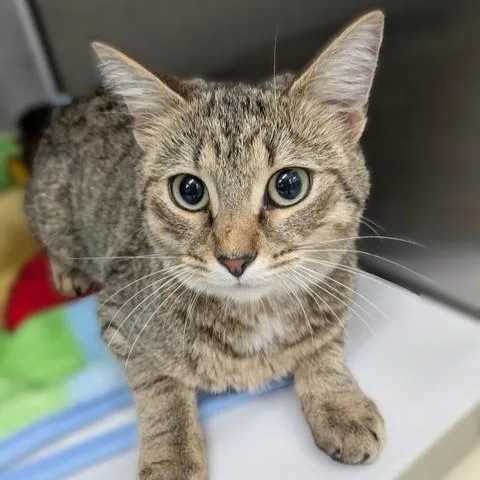 A young medium-sized female Tabby (Brown / Chocolate) Domestic Short Hair cat named Marrietta for adoption in Columbia, MD