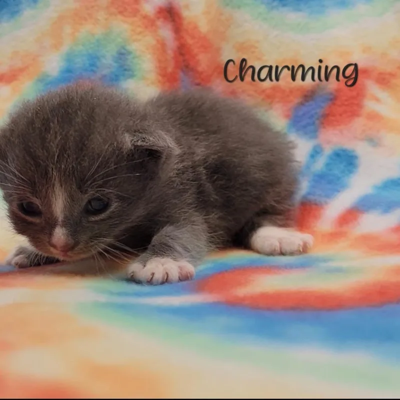A baby small-sized male Gray / Blue / Silver Domestic Short Hair cat named Charming for adoption in Parkersburg, WV