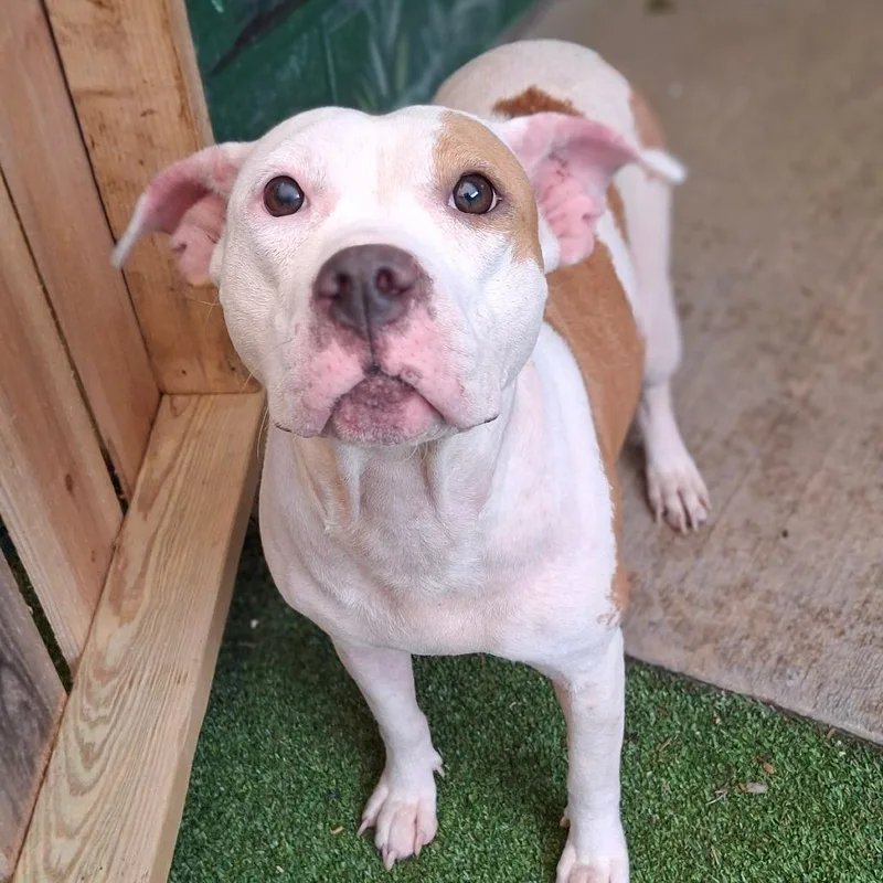 An adult medium-sized female Mixed Breed dog named Nova for adoption in Fairport, NY