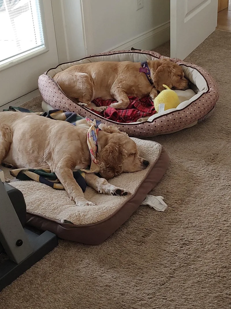 Leyla & Dexter thumbnail 2