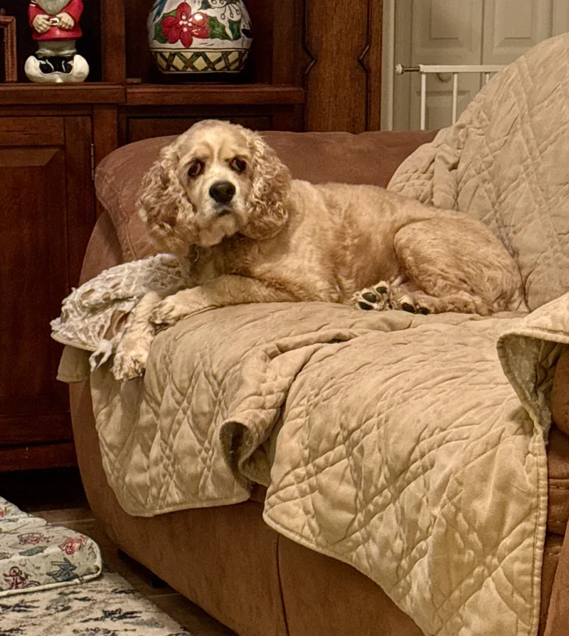 Leyla & Dexter thumbnail 3