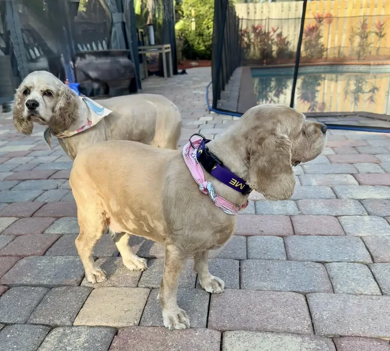 Leyla & Dexter thumbnail 4