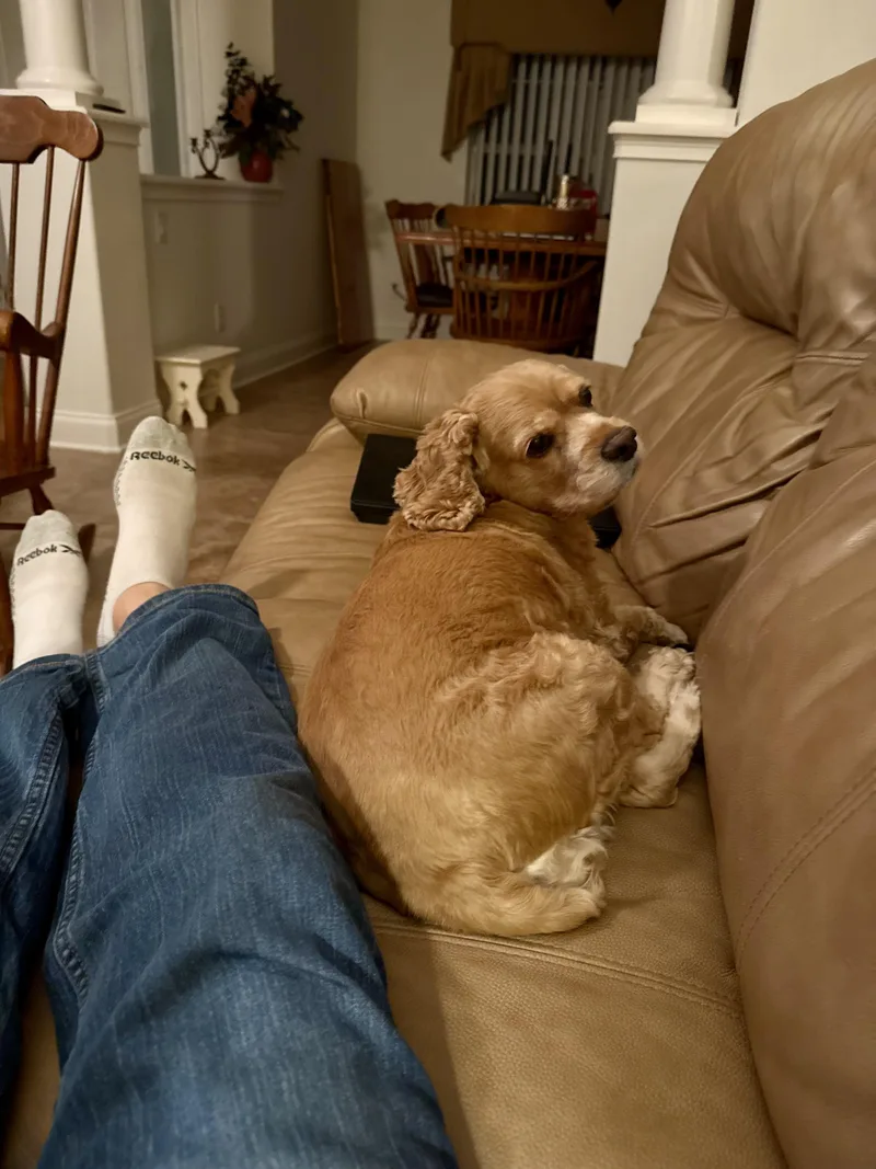 Leyla & Dexter thumbnail 6