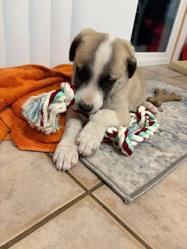 A baby medium-sized male Golden Mixed Breed dog named Goku for adoption in Anthem, AZ