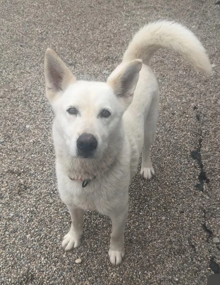 An adult large-sized male White / Cream Siberian Husky dog named Pluto for adoption in Rochester, IN