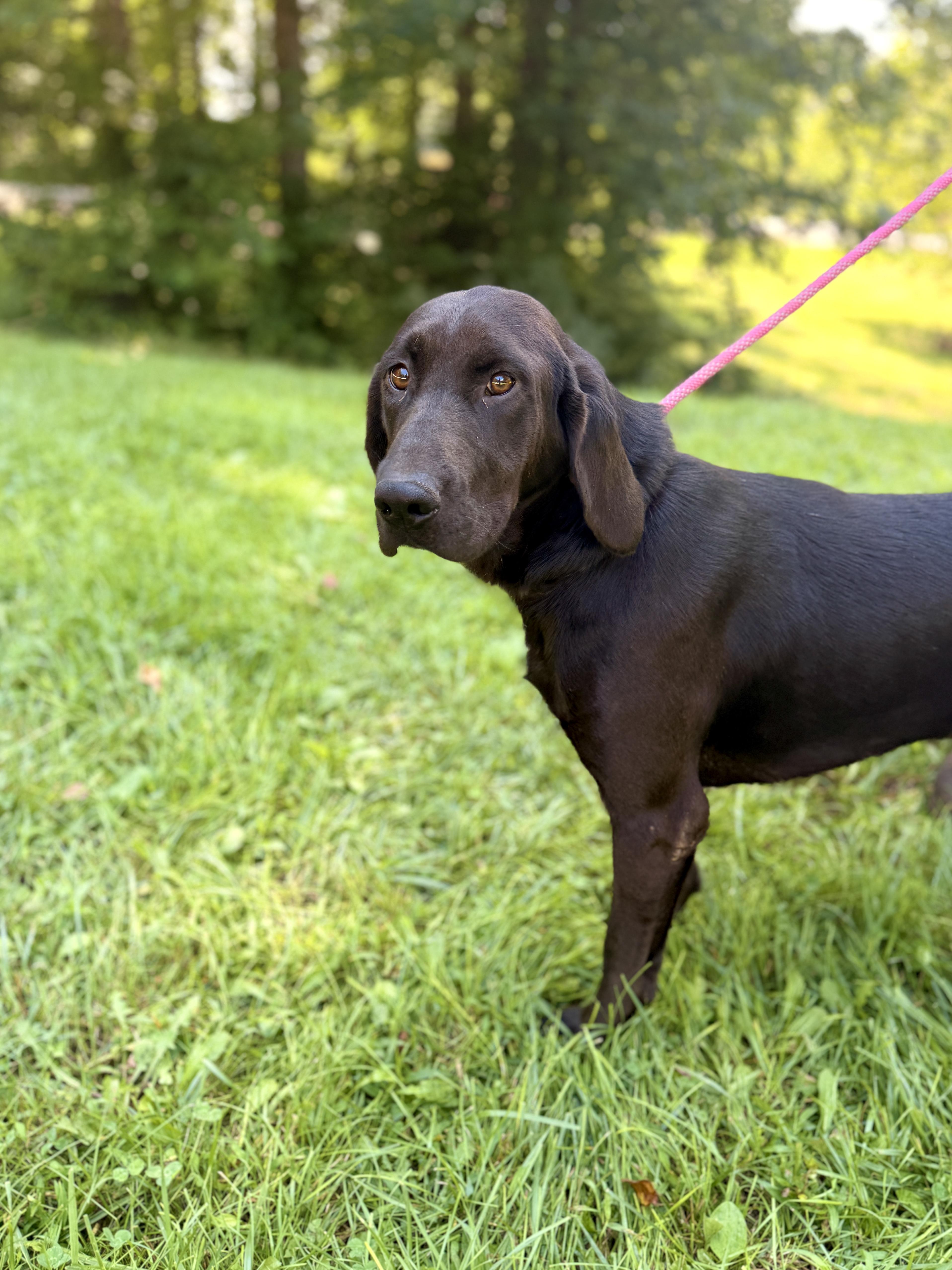 An adult medium-sized female Black Bloodhound dog named Sasha Transport for adoption in Gradyville, KY