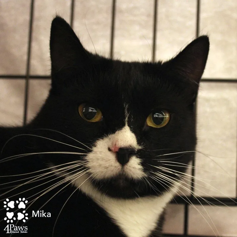 An adult small-sized female Black Domestic Short Hair cat named Mika Meredith for adoption in Merrifield, VA