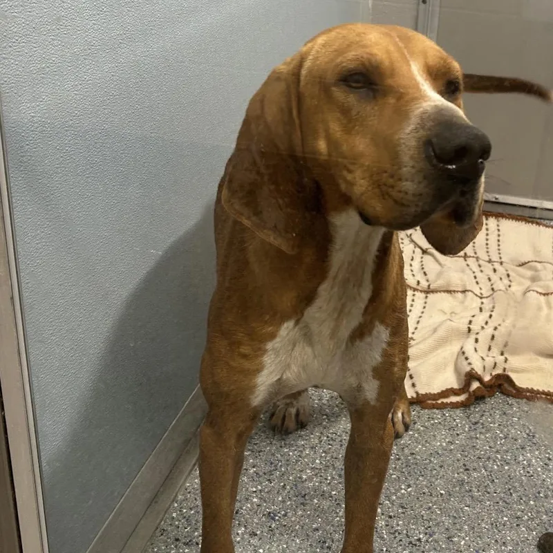 An adult medium-sized male Yellow / Tan / Blond / Fawn Treeing Walker Coonhound dog named Picasso for adoption in Charlottesville, VA
