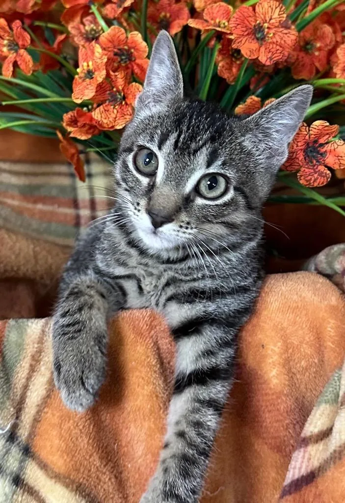 A baby small-sized male Domestic Short Hair cat named Pickle for adoption in Stillwater, OK