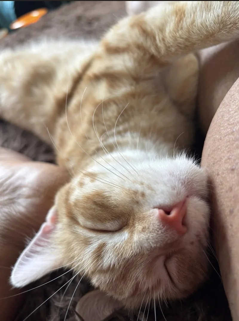 Apollo