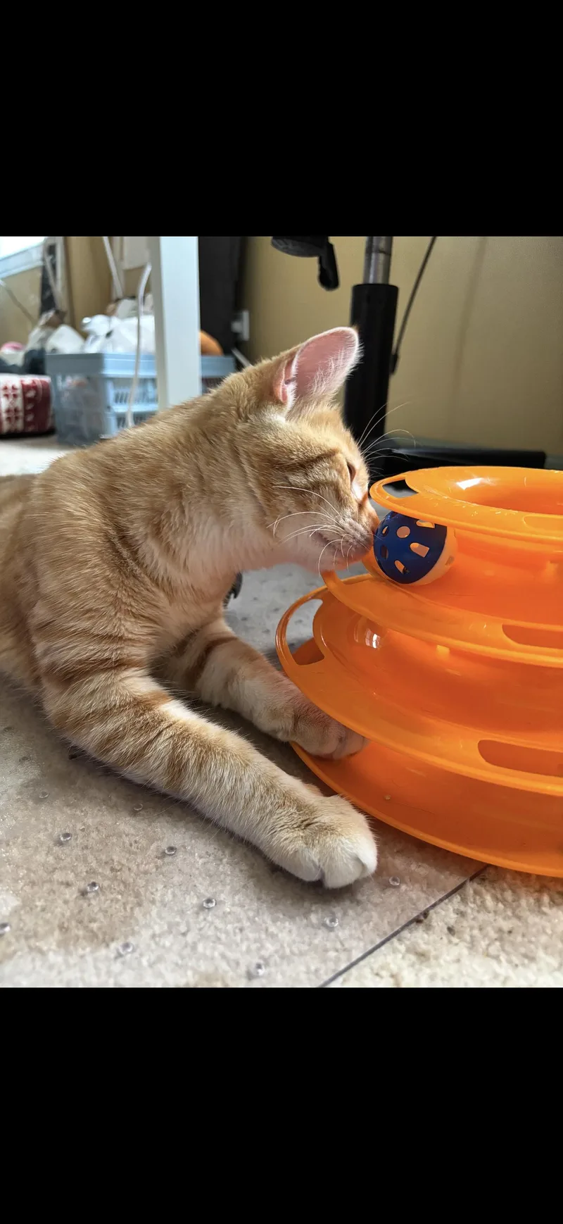 Apollo thumbnail 4