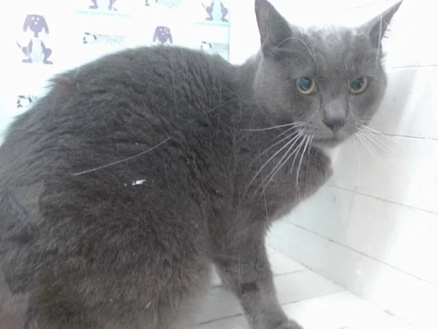 An adult small-sized male Domestic Short Hair cat named Kramer for adoption in Orlando, FL