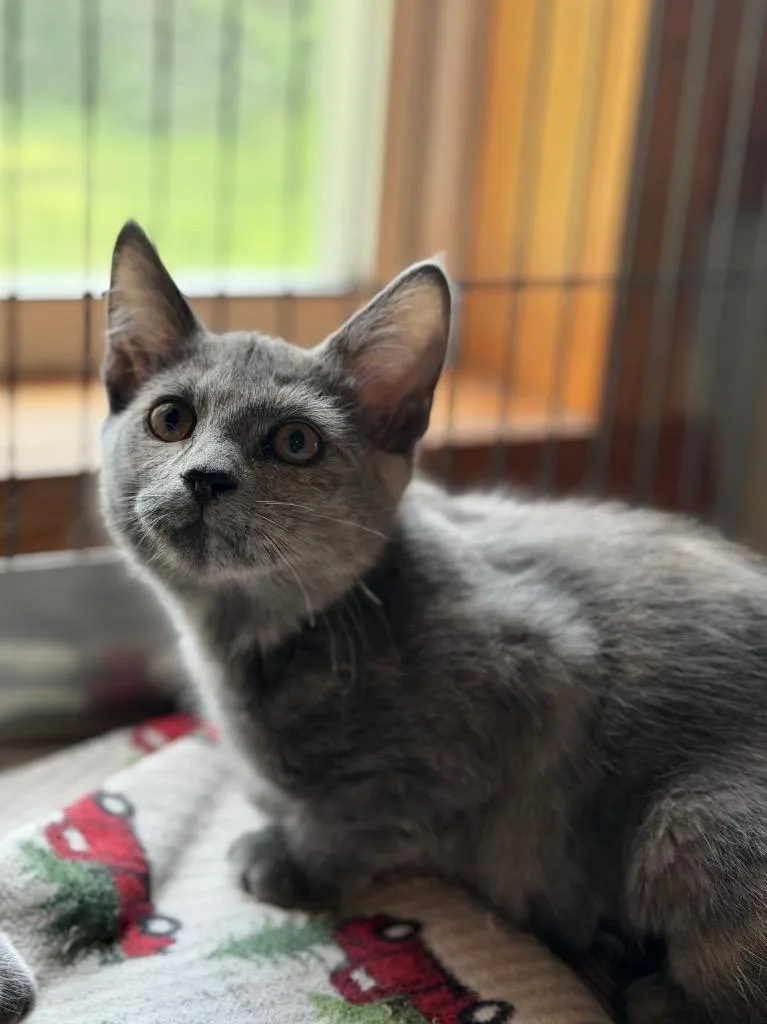 A baby small-sized female Domestic Short Hair cat named Poppy for adoption in Peru, NY