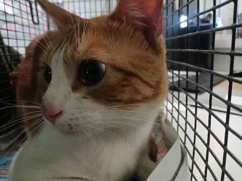 A young extra large-sized male Domestic Short Hair cat named Caranel for adoption in Los Angeles, CA
