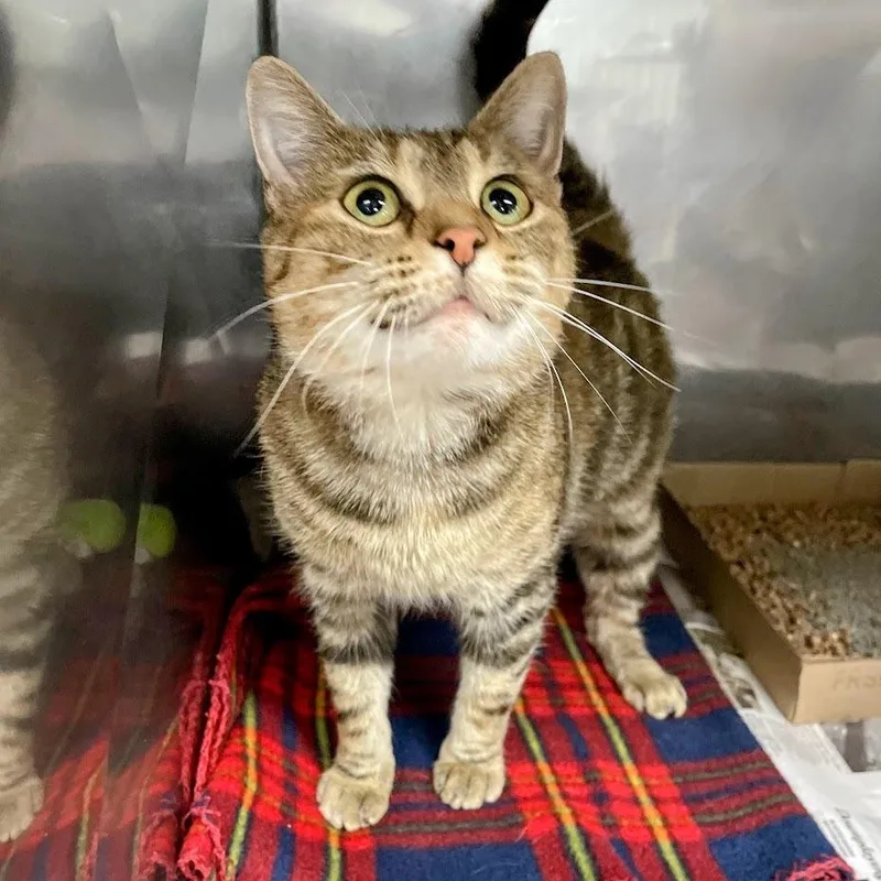 An adult medium-sized female Torbie Domestic Short Hair cat named SVASStray for adoption in Verona, VA