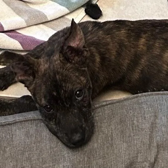 A baby small-sized male Terrier dog named Banksy for adoption in Melrose, FL