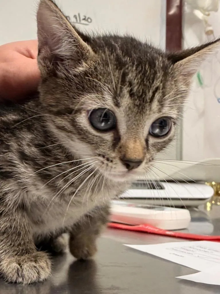 A baby medium-sized female Domestic Short Hair cat named Violet for adoption in Fall River, MA