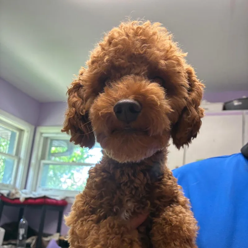 A young small-sized male Red / Chestnut / Orange Poodle dog named Pinesol for adoption in Northbrook, IL