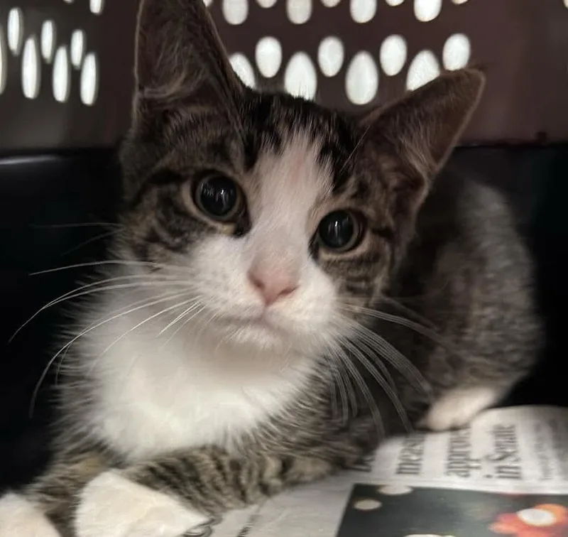 A baby medium-sized female Domestic Short Hair cat named Birch  Visit At for adoption in Rustburg, VA