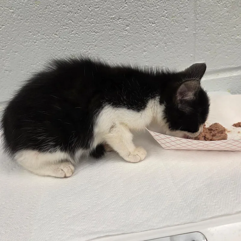 A baby small-sized male Black Domestic Short Hair cat named Wonton for adoption in Chattanooga, TN