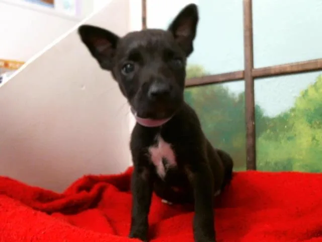 A baby small-sized female German Shepherd Dog dog named Vera for adoption in Houston, TX