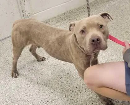 An adult large-sized male Yellow / Tan / Blond / Fawn Pit Bull Terrier dog named Drake for adoption in Kansas City, MO
