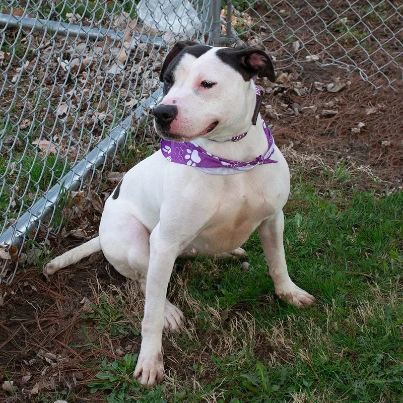 A young medium-sized female Pit Bull Terrier dog named Tweety for adoption in Troy, OH