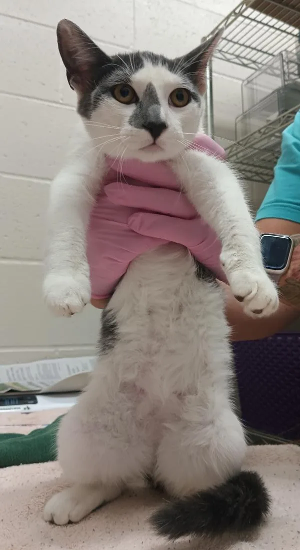 A young small-sized female Domestic Short Hair cat named Mary Sanderson for adoption in El Cajon, CA