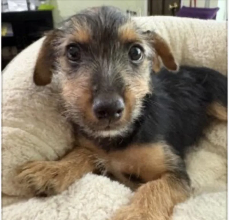 A baby small-sized male Terrier dog named Beamer for adoption in Norfolk, VA