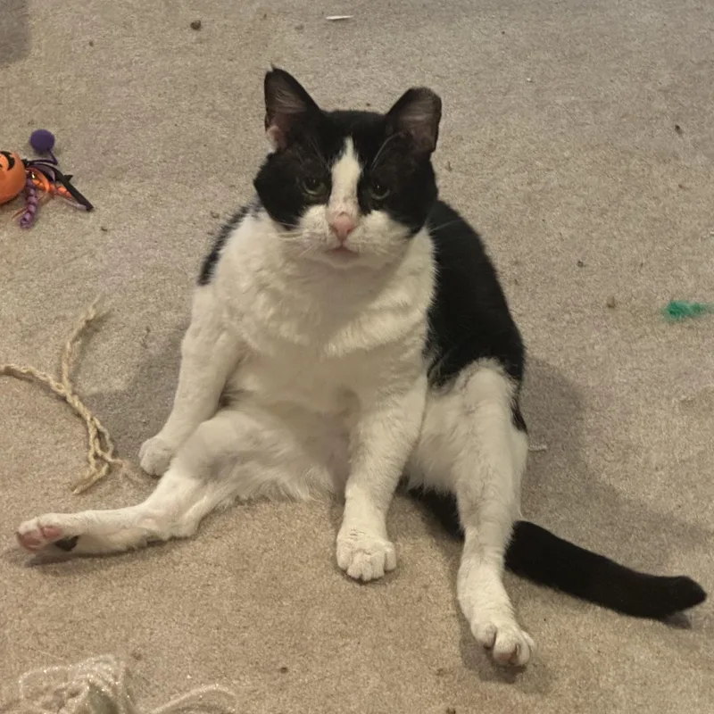 An adult medium-sized male Black & White / Tuxedo Domestic Short Hair cat named Sylvester for adoption in Lemoyne, PA