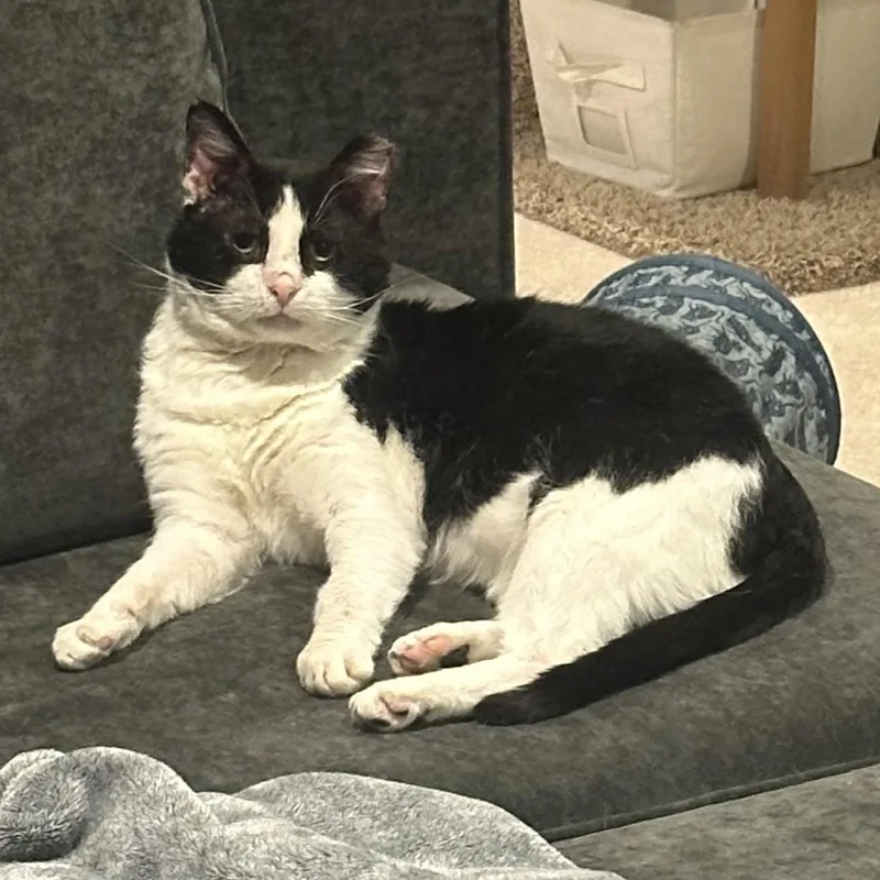 Sylvester thumbnail 3
